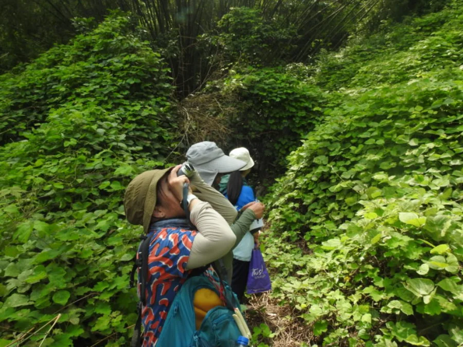 Fieldwork observing the forest canopy
