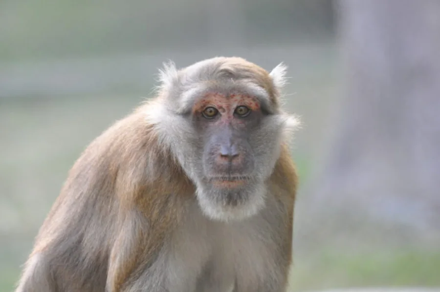 Assamese macaque, photo Tilo Nadler