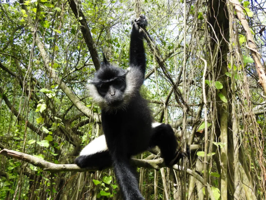 Delacour's langur habitat at Pearl Island